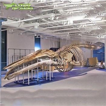 Скелет на кит